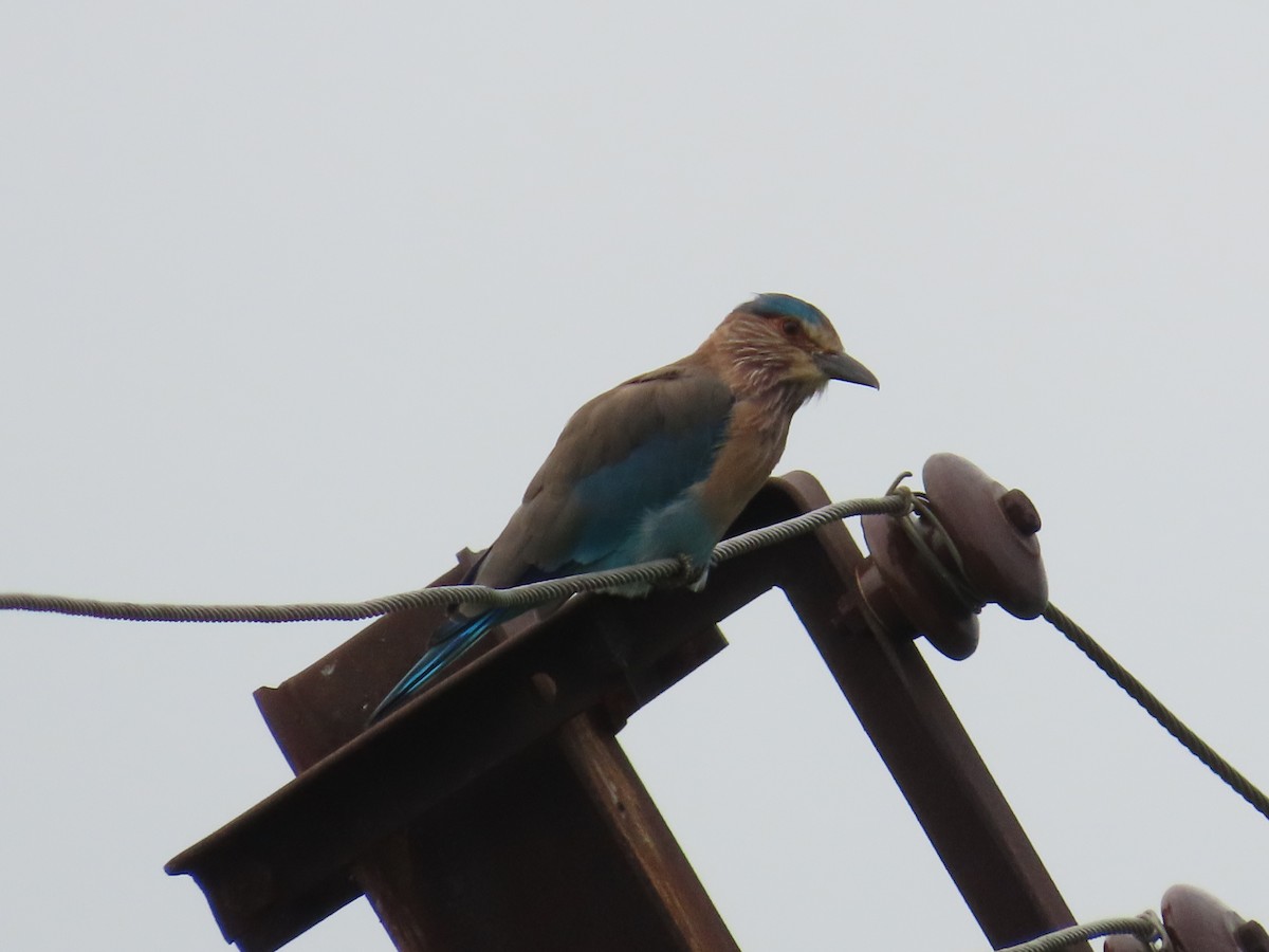 Indian Roller - Shilpa Gadgil