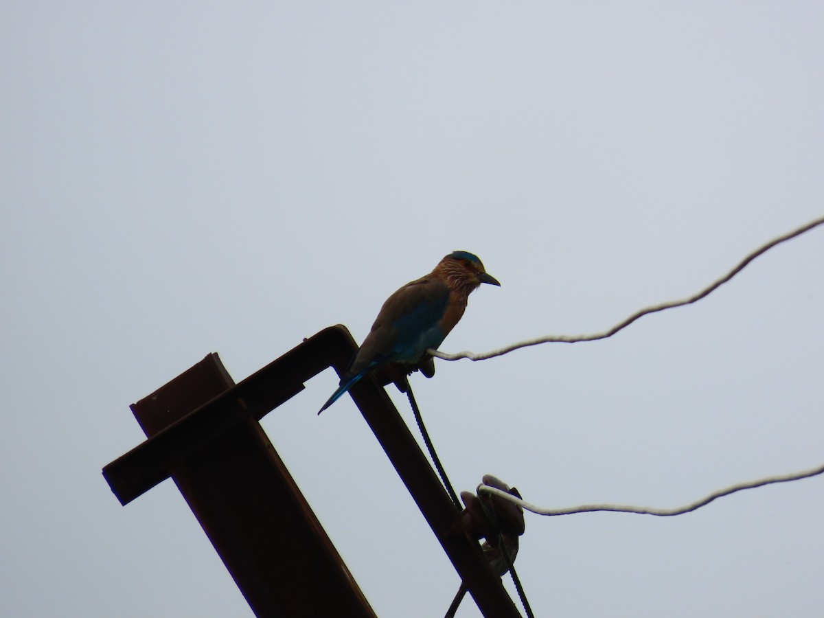 Indian Roller - ML623479758