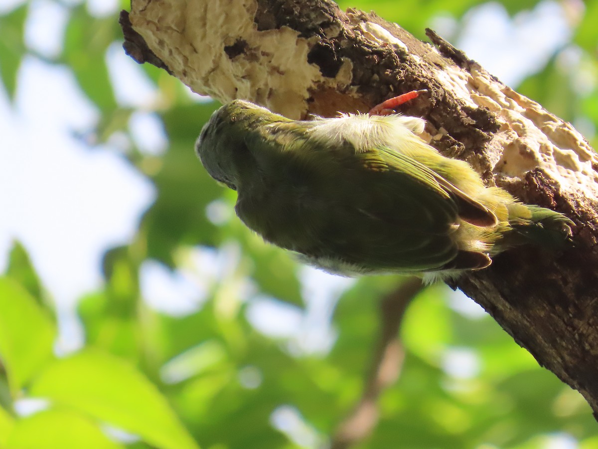 Coppersmith Barbet - ML623479773