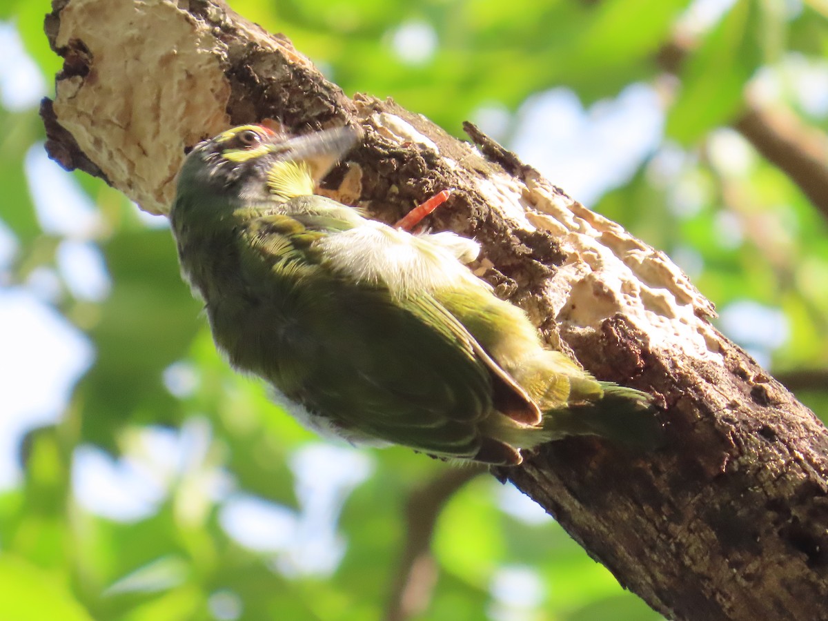 Coppersmith Barbet - ML623479774