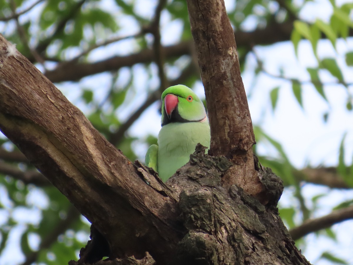 Rose-ringed Parakeet - ML623479781