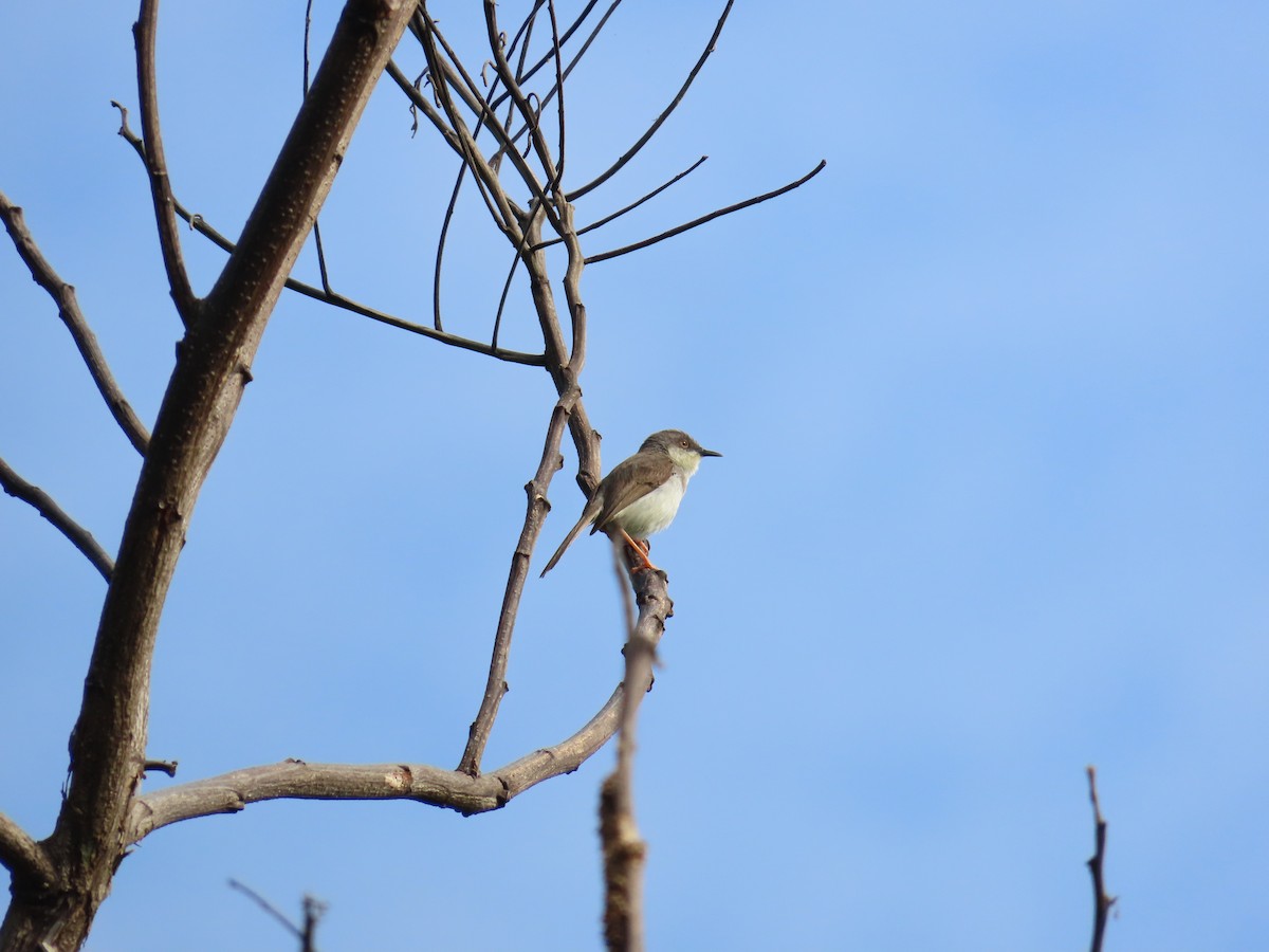 Gray-breasted Prinia - ML623479809