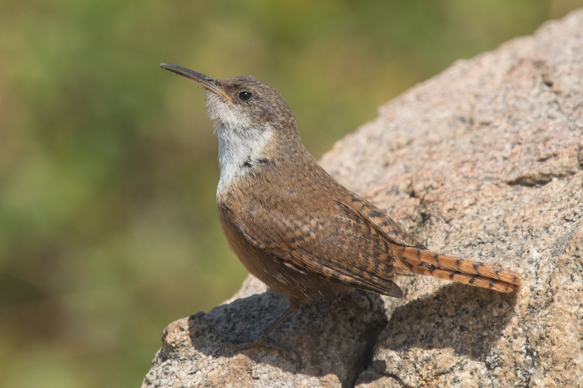 Canyon Wren - Nancy Christensen