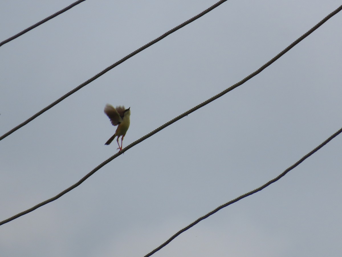 Ashy Prinia - ML623479818