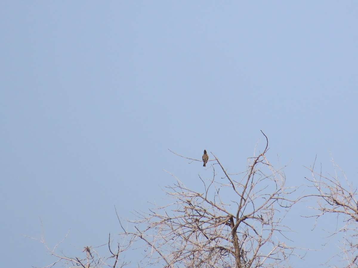 Red-vented Bulbul - ML623479829