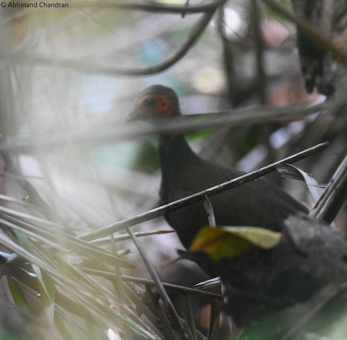 Philippine Megapode - ML623479837