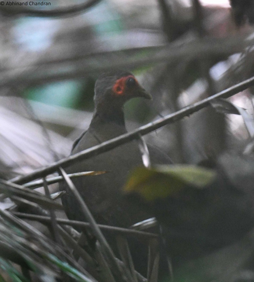 Philippine Megapode - ML623479838