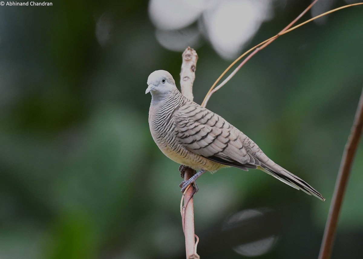 Zebra Dove - ML623479844