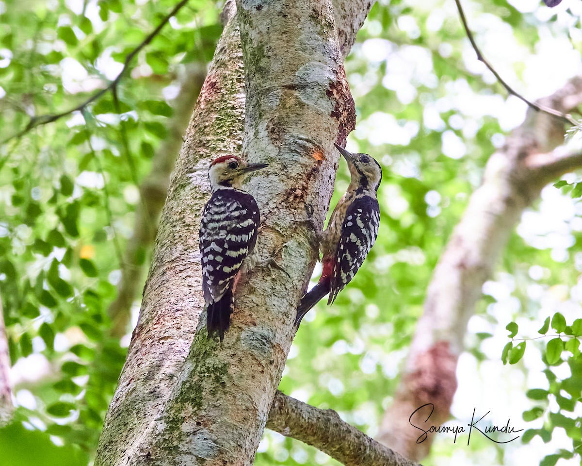 Fulvous-breasted Woodpecker - ML623479846