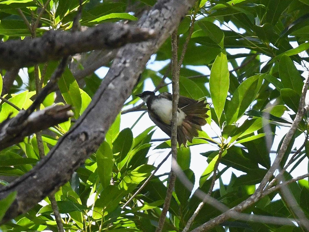 Malaysian Pied-Fantail - ML623479847