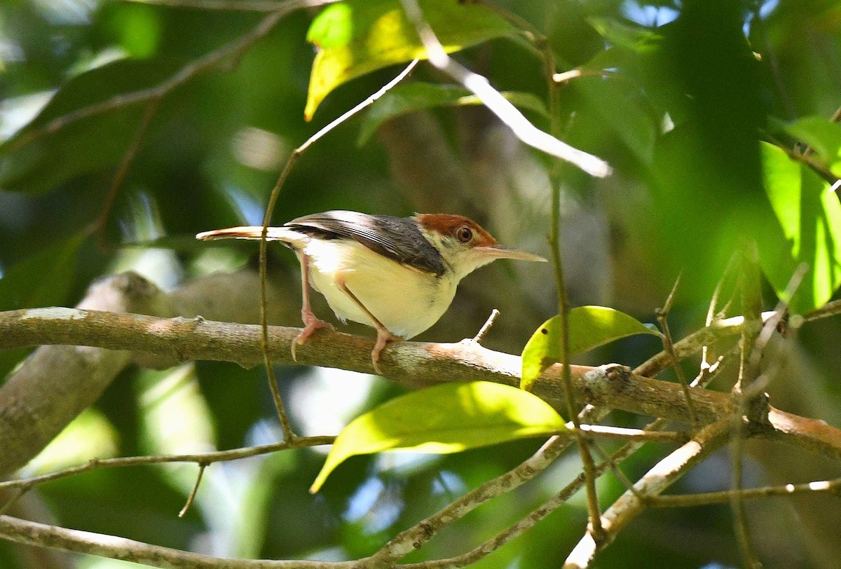 Rufous-tailed Tailorbird - ML623479863