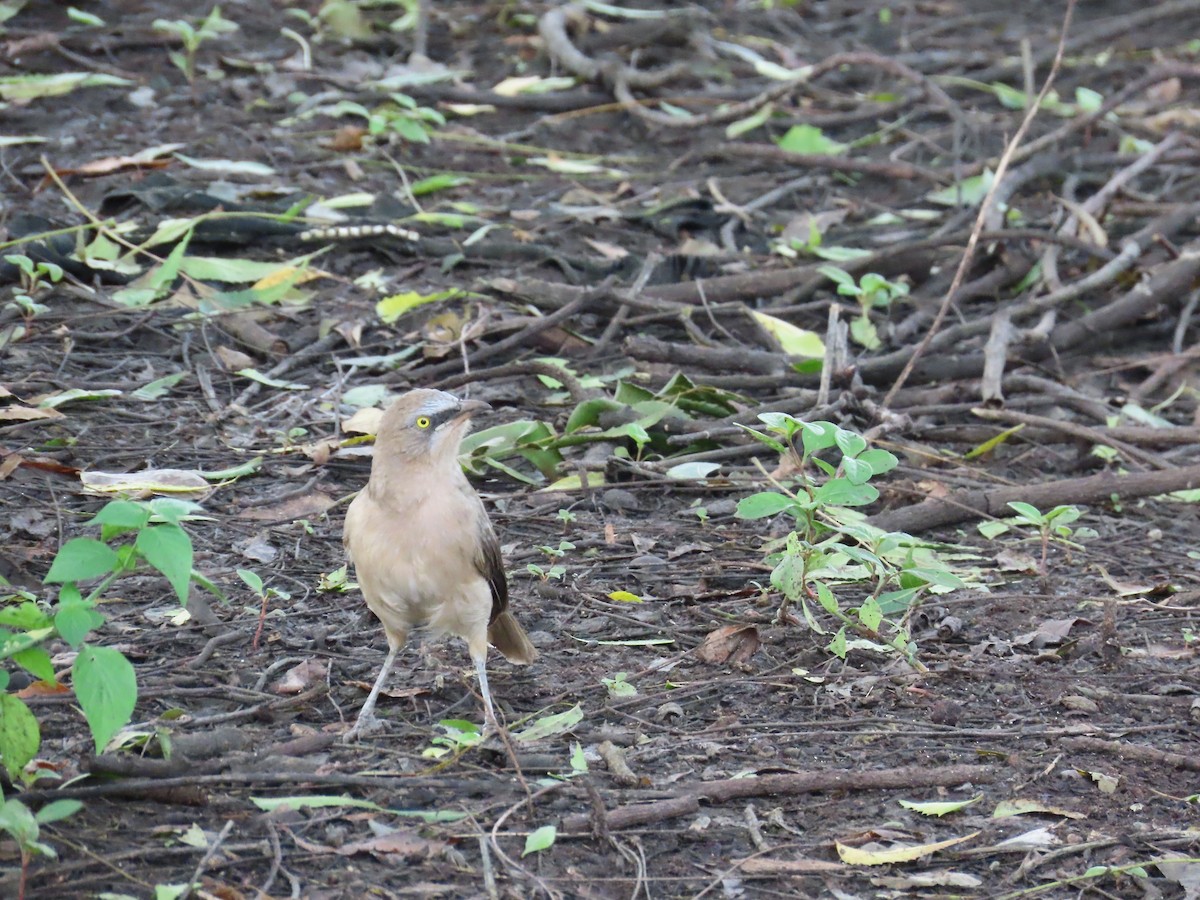 Large Gray Babbler - ML623479864