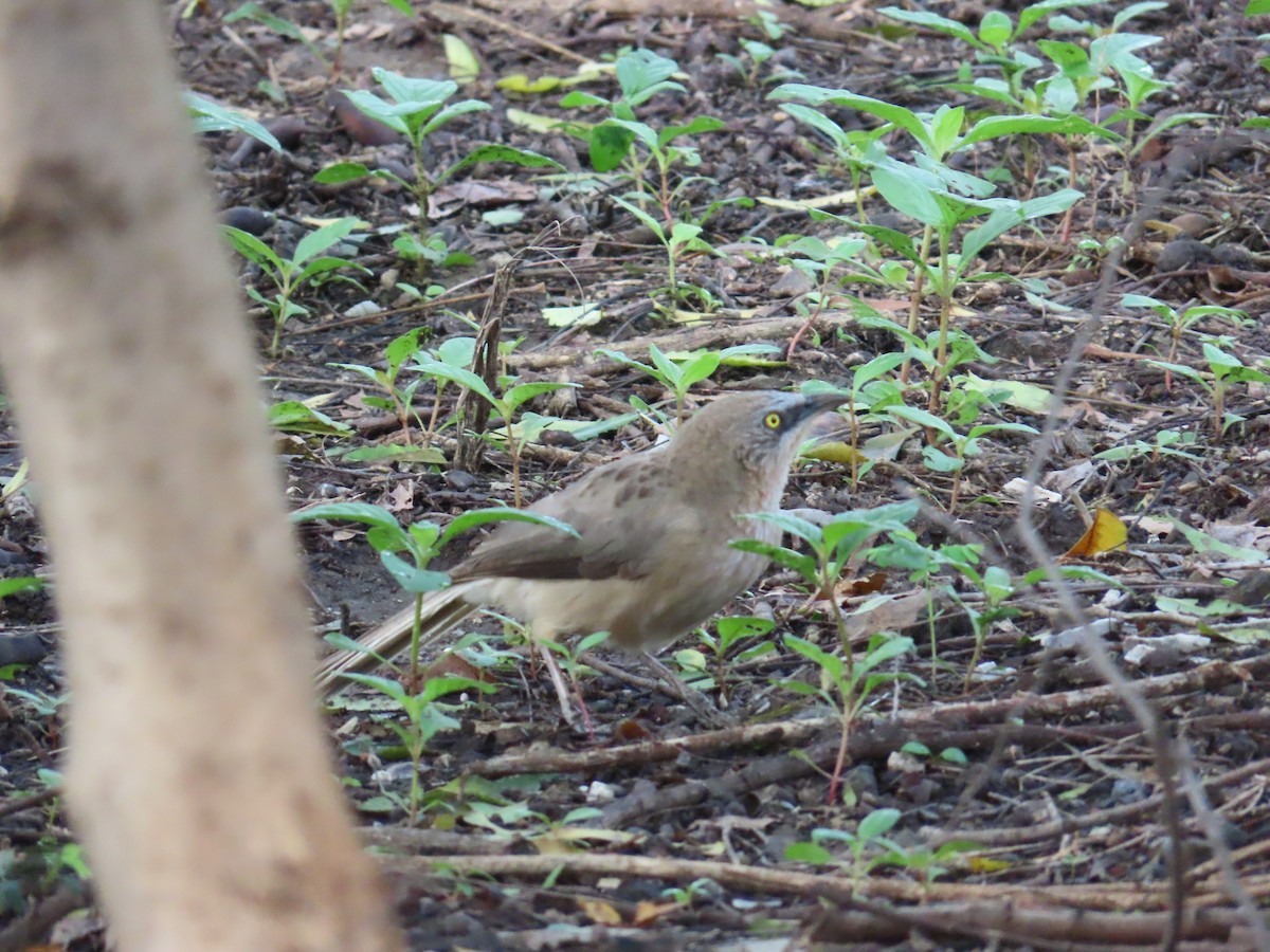 Large Gray Babbler - ML623479870