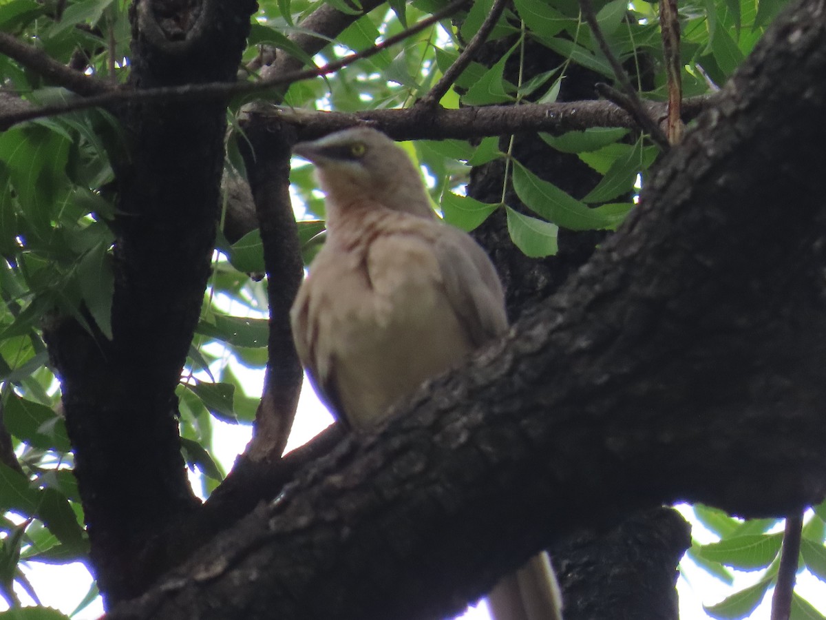 Large Gray Babbler - ML623479874