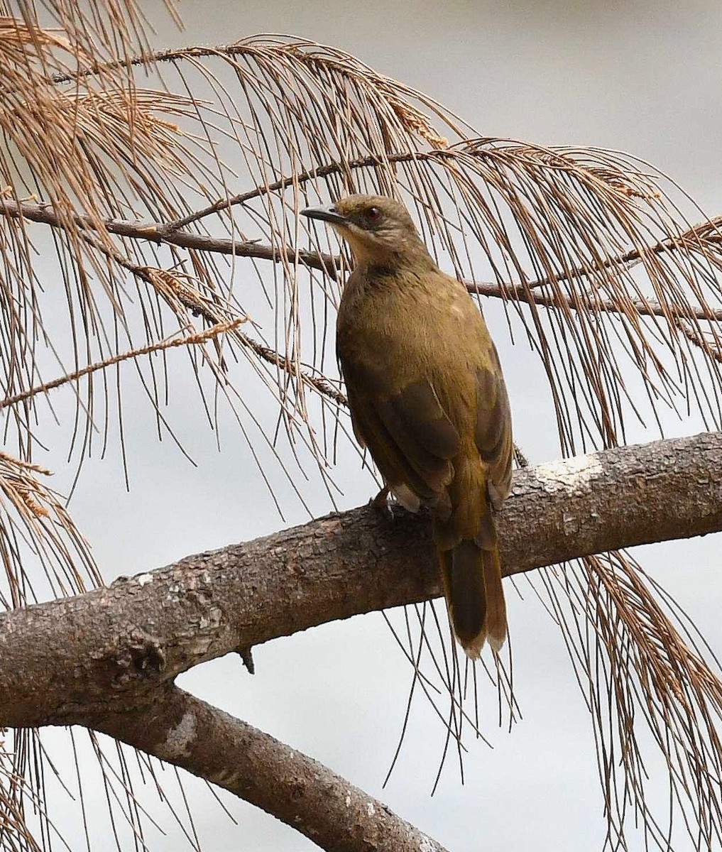 Olive-winged Bulbul - ML623479880