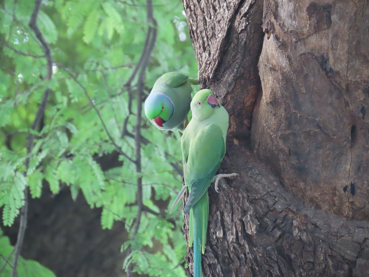 Rose-ringed Parakeet - ML623479912