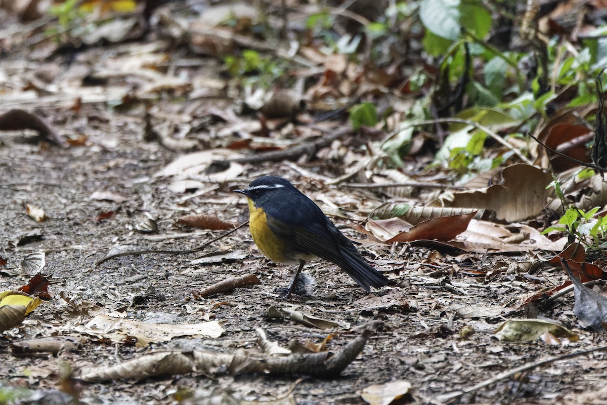 White-browed Bush-Robin - ML623479939