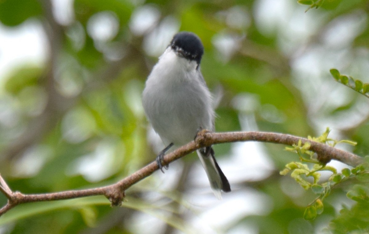 White-lored Gnatcatcher - ML623479944