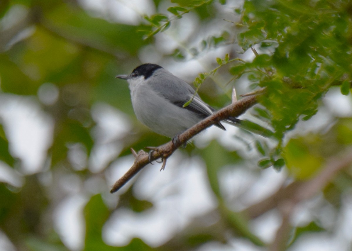 White-lored Gnatcatcher - ML623479945