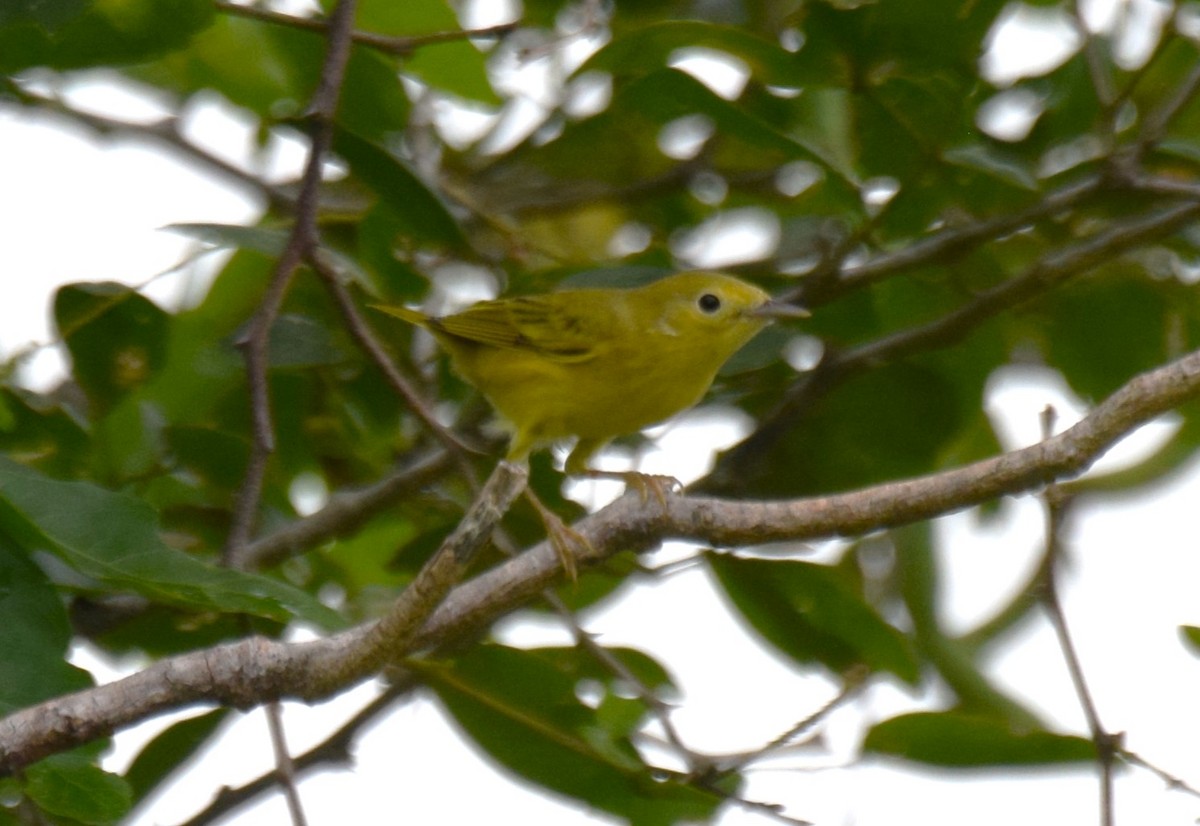 Yellow Warbler - ML623479960