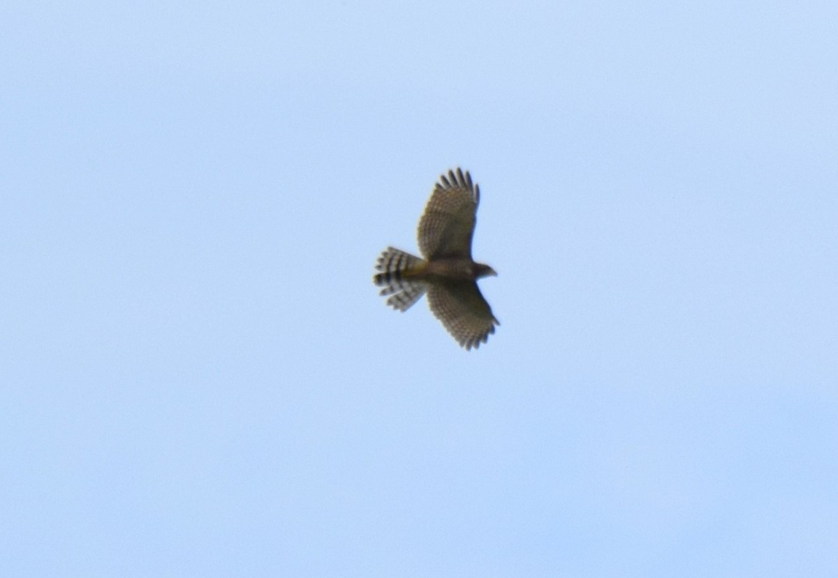 Roadside Hawk - ML623479971