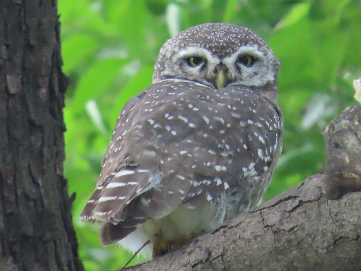 Spotted Owlet - ML623479976