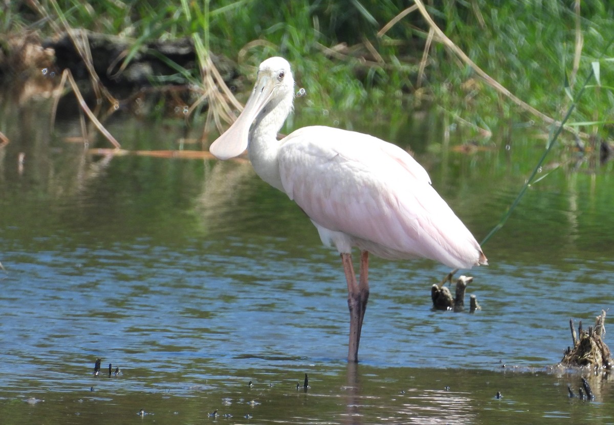 Roseate Spoonbill - ML623479993