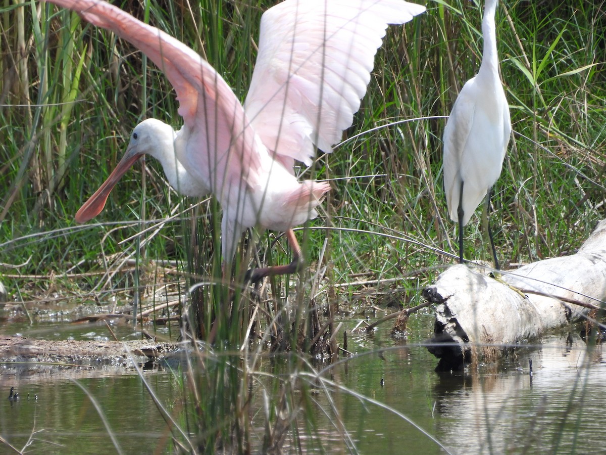 Roseate Spoonbill - ML623479996