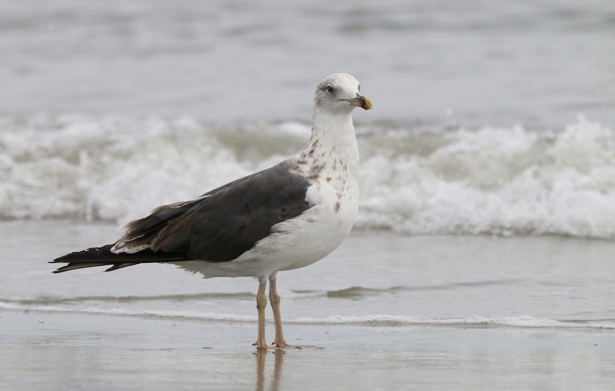 Gaviota Sombría - ML623480000