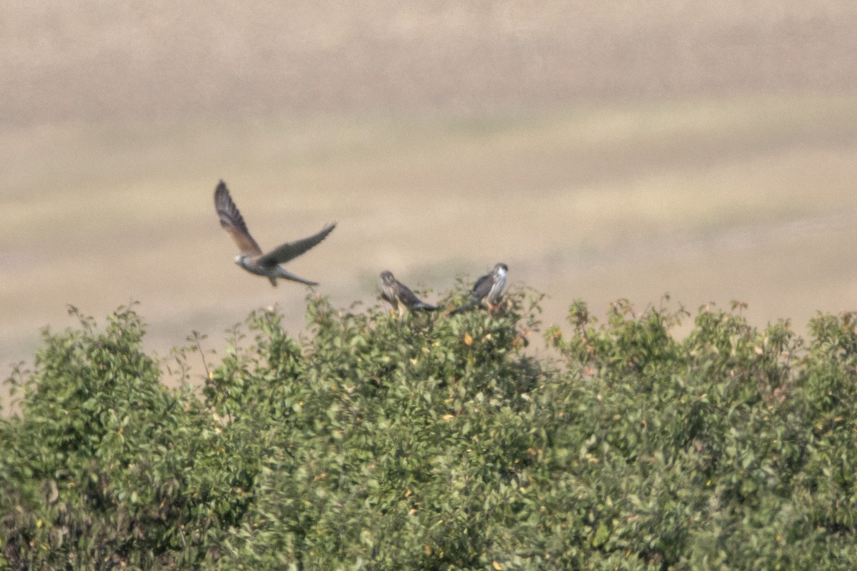Red-footed Falcon - ML623480013