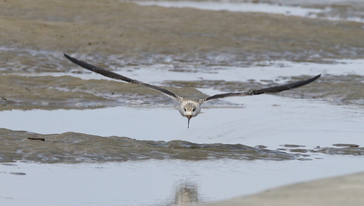 Black Skimmer - Devin Griffiths