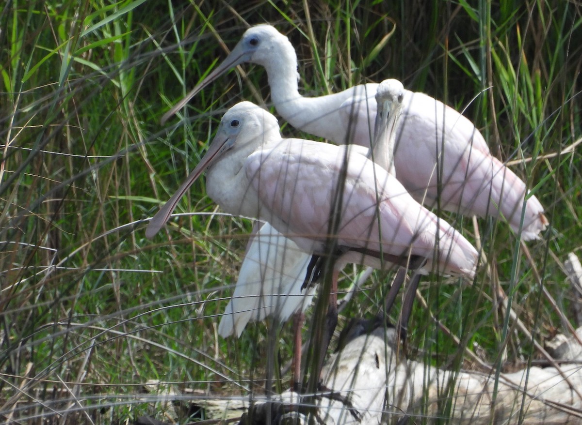 Roseate Spoonbill - ML623480081