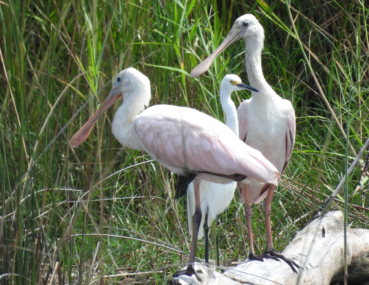 Roseate Spoonbill - ML623480082