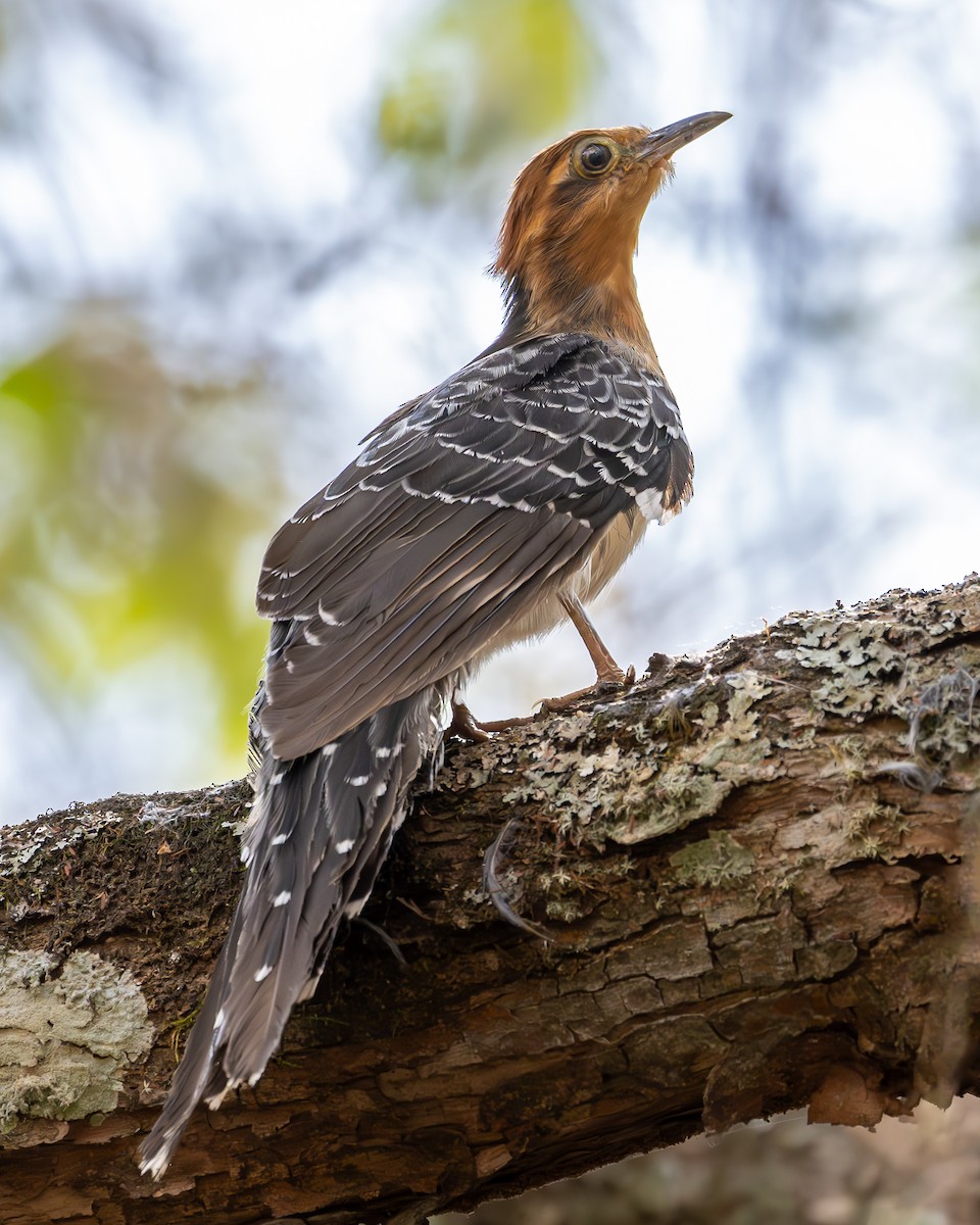 Pavonine Cuckoo - ML623480091