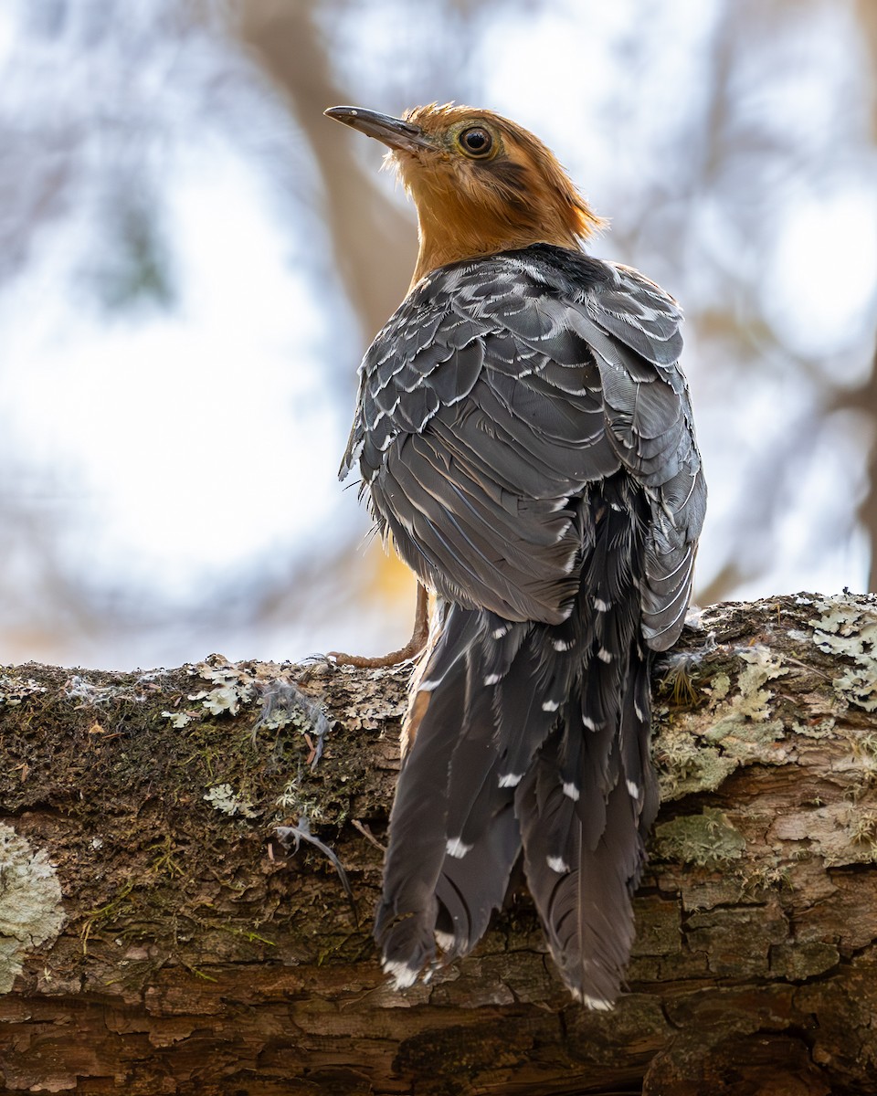 Pavonine Cuckoo - ML623480099