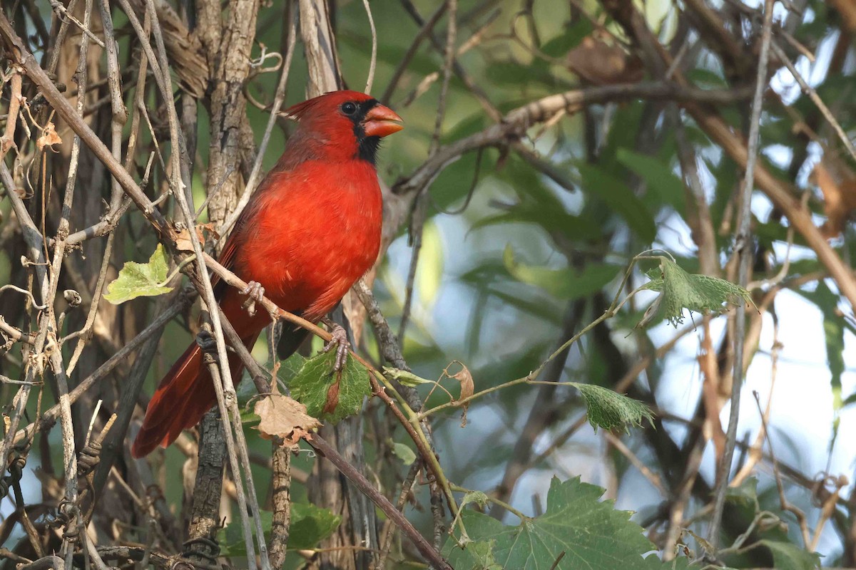 Cardinal rouge (groupe cardinalis) - ML623480111