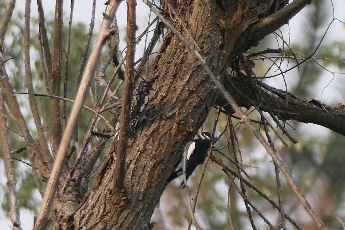 Williamson's Sapsucker - Lauren Hatch