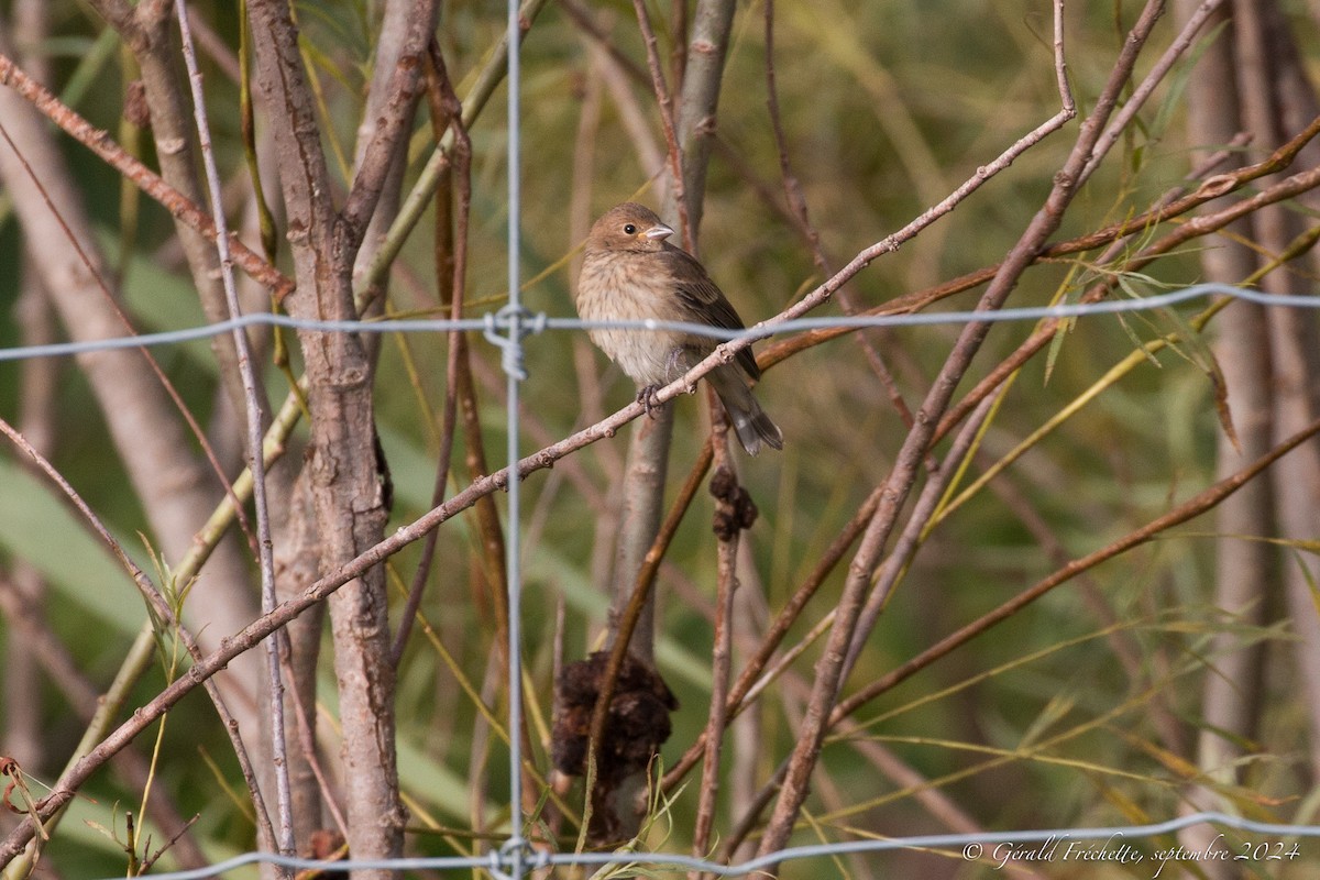Indigo Bunting - ML623480141