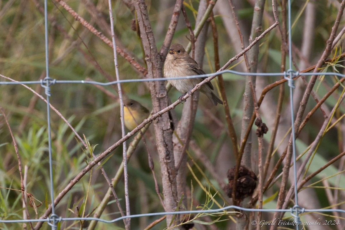 Indigo Bunting - ML623480142
