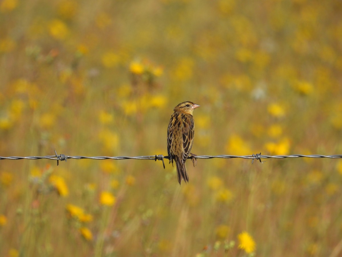 Bobolink - ML623480210