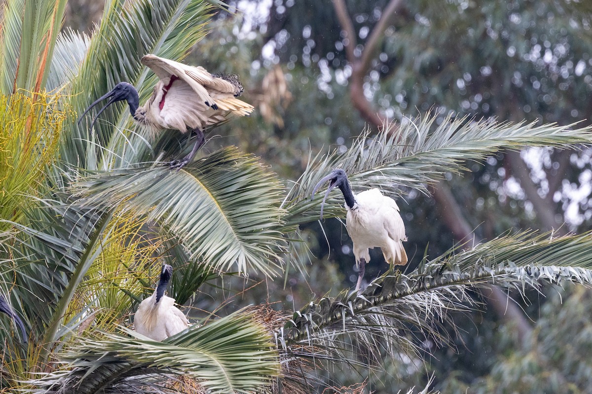 Australian Ibis - ML623480246