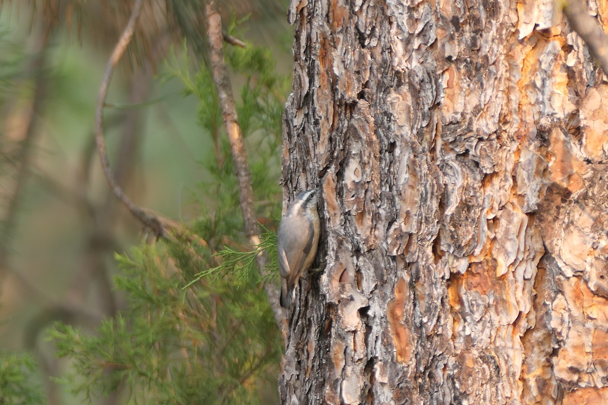 Red-breasted Nuthatch - ML623480267