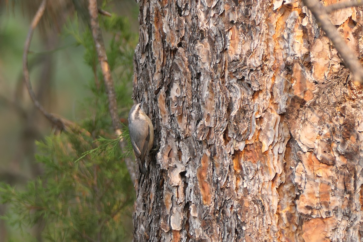 Red-breasted Nuthatch - ML623480268