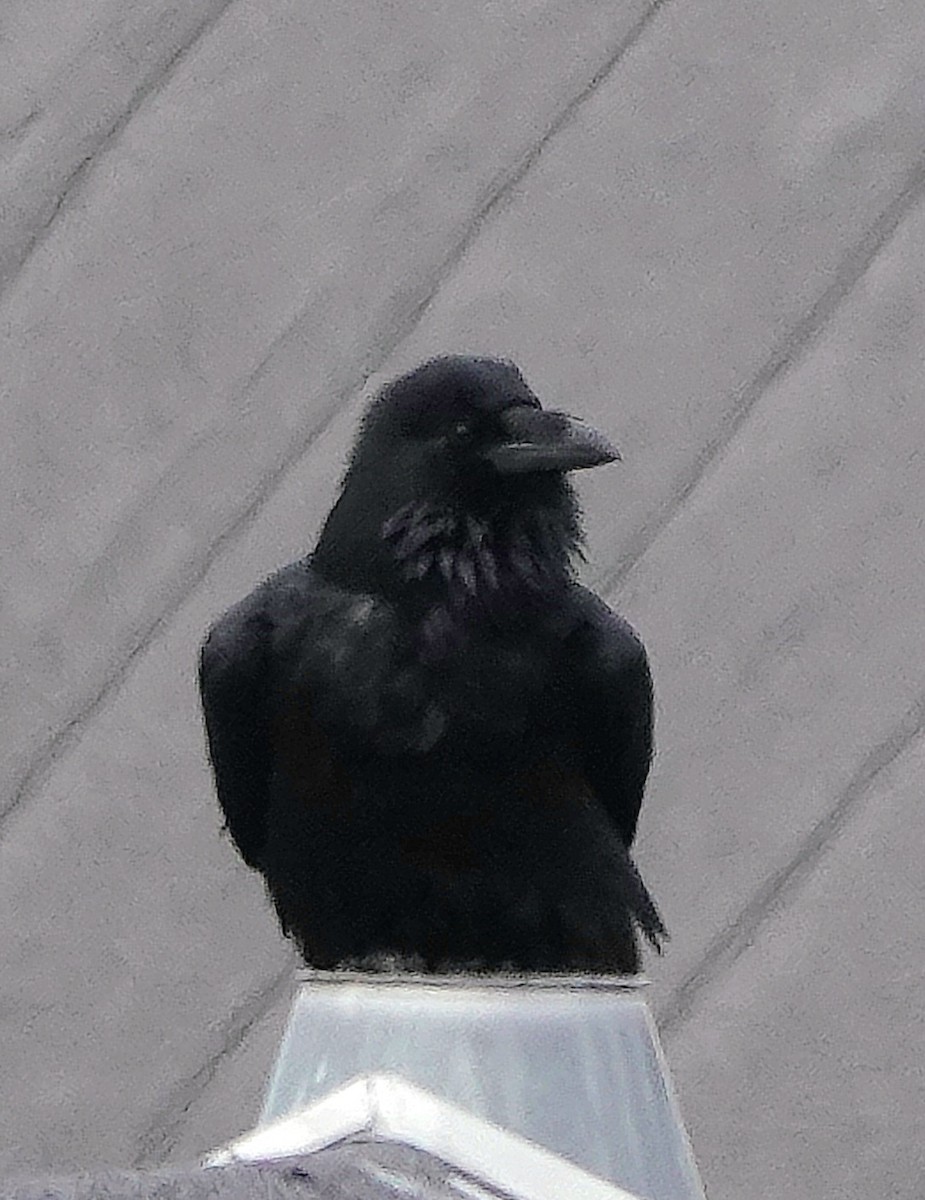 Хон хэрээ - ML623480293