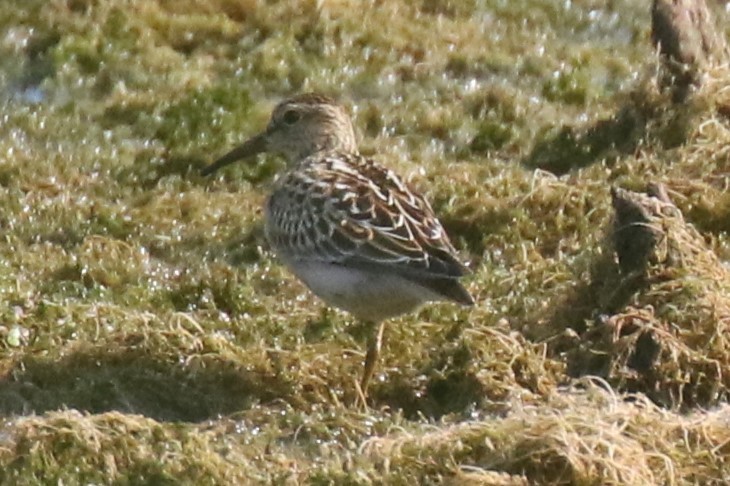 Graubrust-Strandläufer - ML623480299