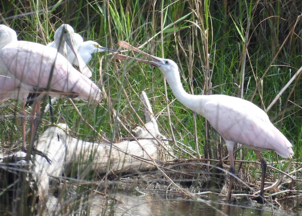 Roseate Spoonbill - J. N.B.