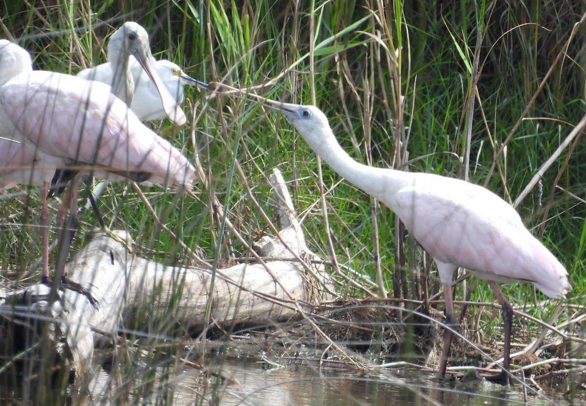 Roseate Spoonbill - ML623480322