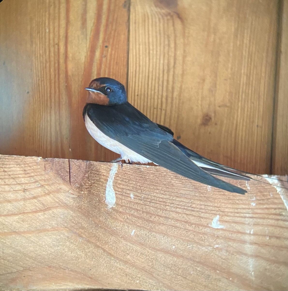 Barn Swallow - ML623480330