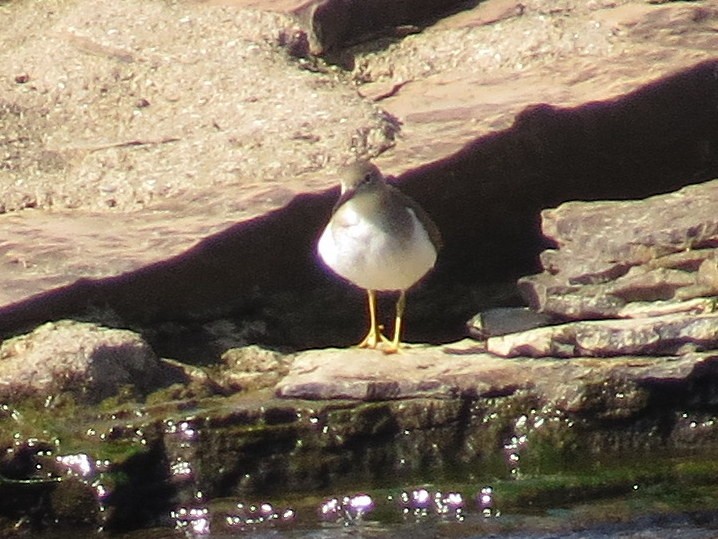 Spotted Sandpiper - ML623480348