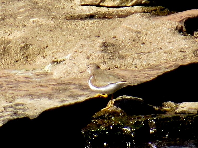 Spotted Sandpiper - ML623480349